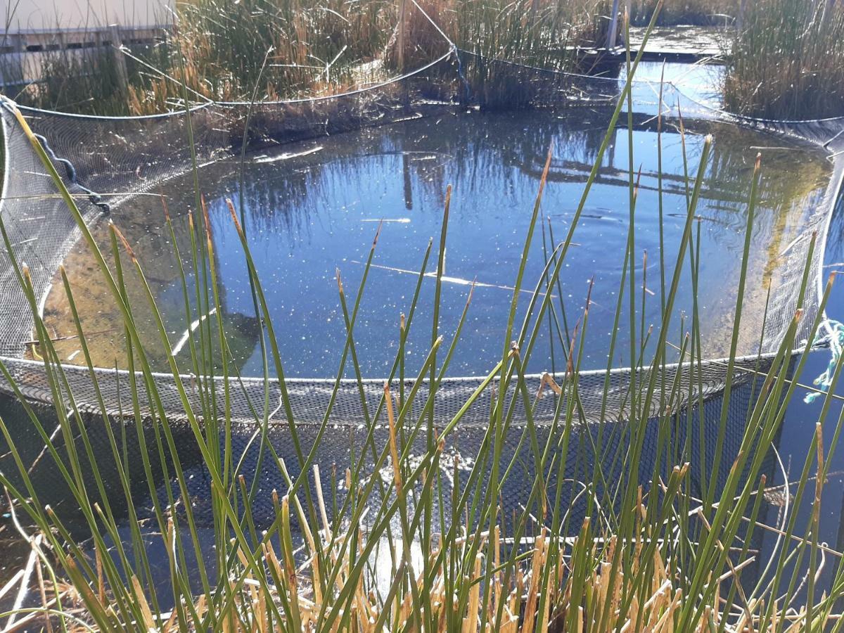 Quechua Lodge Titicaca Πούνο Εξωτερικό φωτογραφία